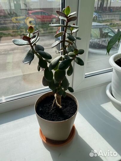 Комнатные растения