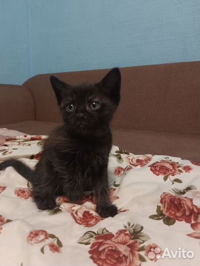 Котята в добрые руки бесплатно