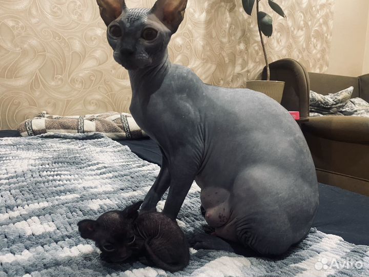 Отдам котят
