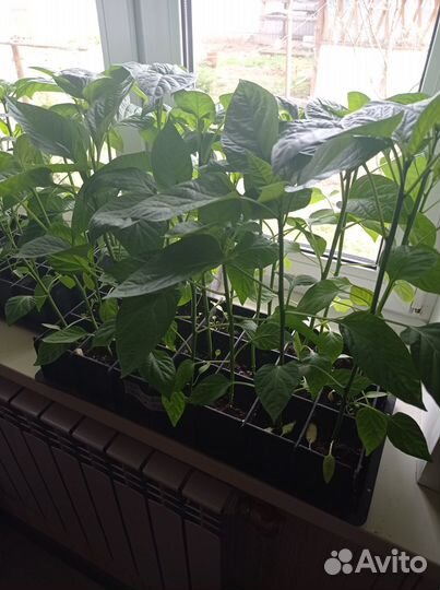 Рассада сладкого перца