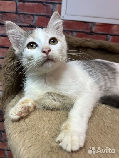 Котенок девочка Соня 3 мес ищет дом