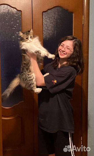 Выгул собак/Зооняня/Догситтер