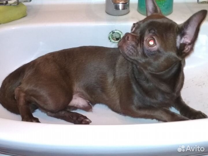 Шоколадный мальчик