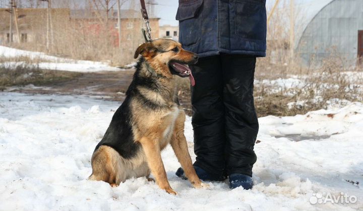 Собака в добрые руки