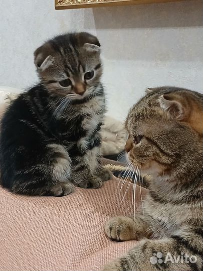 Шотландская вислоухая