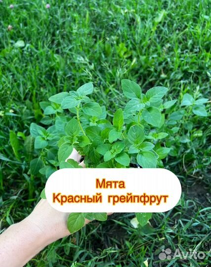 Мята красный грейпфрут саженцы