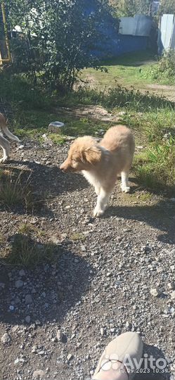 Щенок в добрые руки