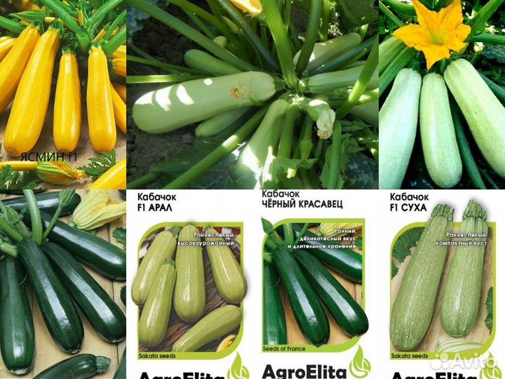 Профсемена кабачков и цуккини Голландия и Япония