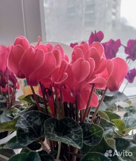 Семена цикламена