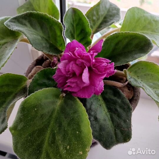 Фиалки сортовые