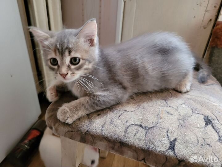 Кошка в дар бесплатно