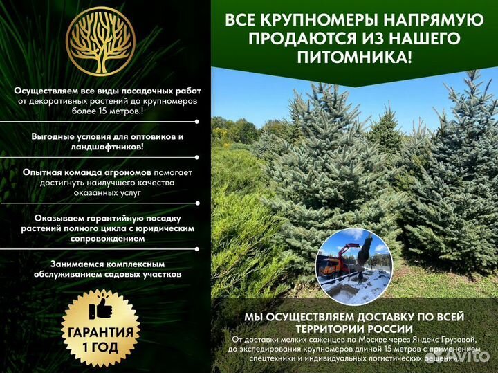 Ель обыкновенная, крупномер