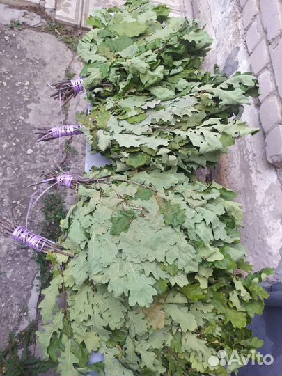 Дубовые веники для бани