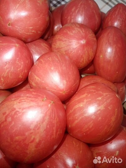 Семена коллекционных сортов томатов