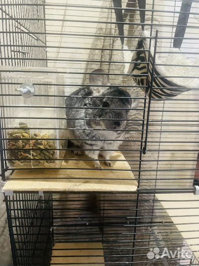 Продается шиншилла с клеткой 8000