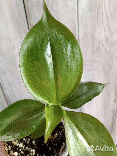 Кампелия занония зелёная традесканция гигантская