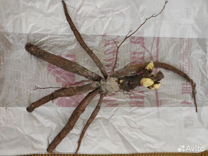 Пион Лемон Шифон