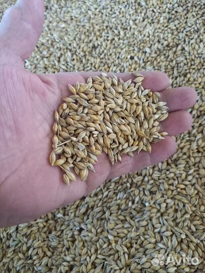 Ячмень сорт Винтмальт немецкая селекция