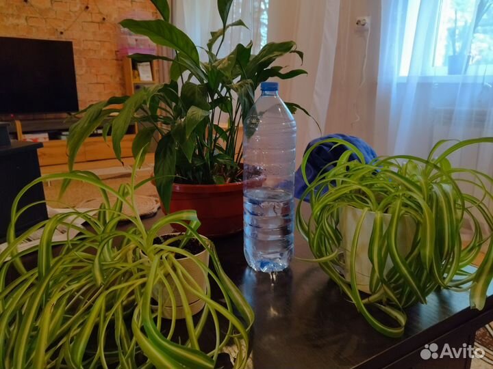 Хлорофитум, спатифиллум