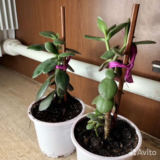 Толстянка. Денежное дерево. Живое дерево