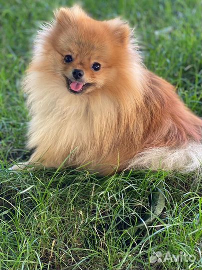 Цверг шпиц вязка