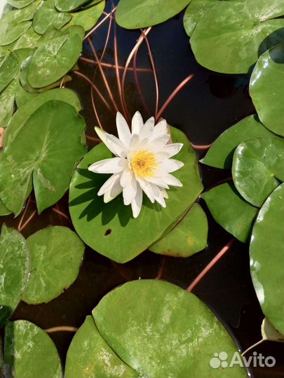 Нимфея белая