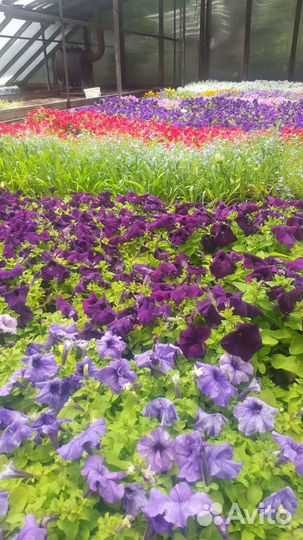 Однолетние цветы