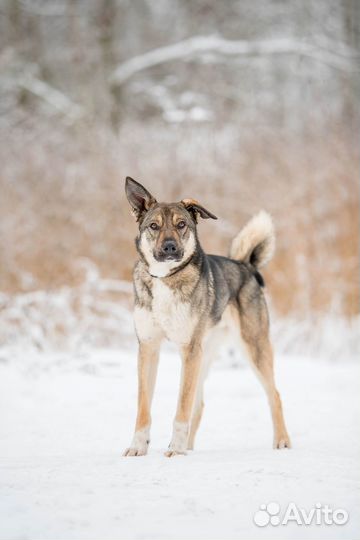Пристраивается пес на охрану