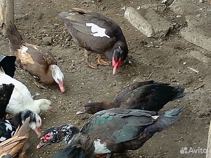 Мускусные утки