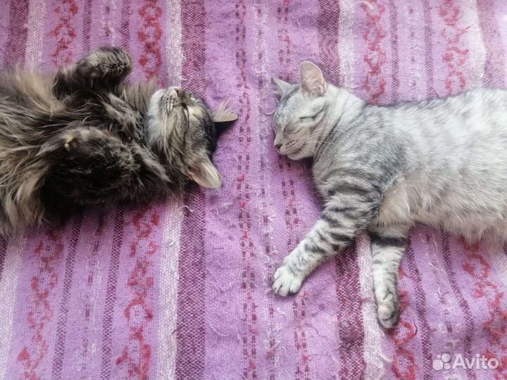 Временный кошачий дом