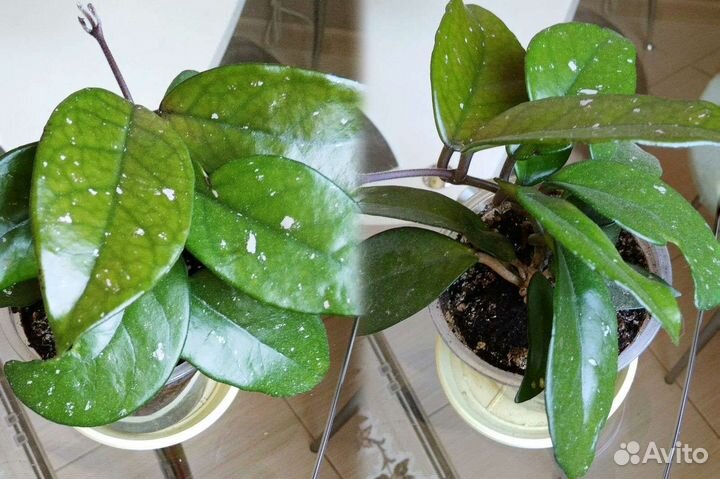 Комнатные растения