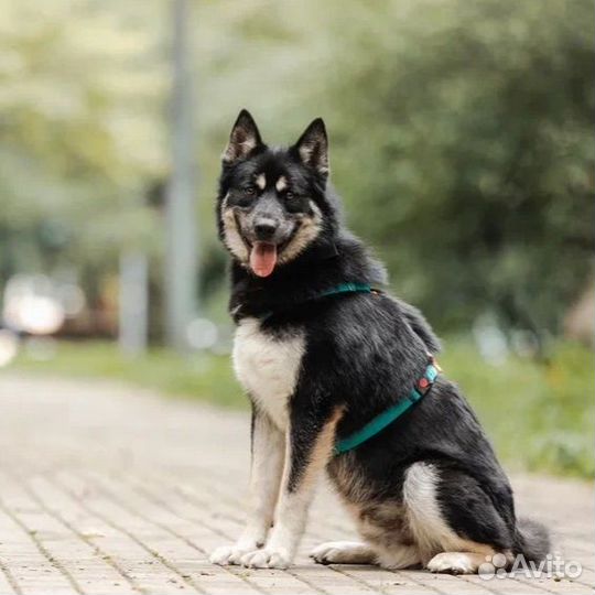 Собака в добрые руки