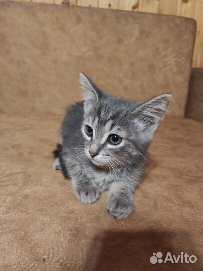 Котята в добрые руки приучены к лотку