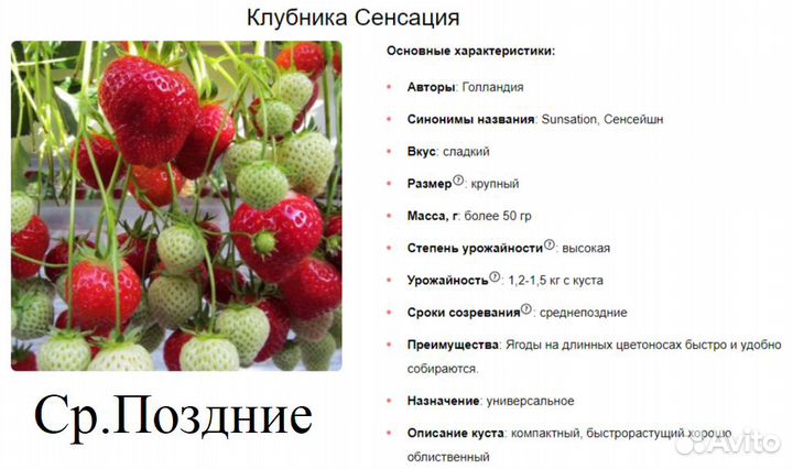 Рассада клубники в горшках P9, сорт Сенсация