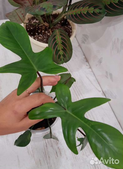 Филодендрон Маска