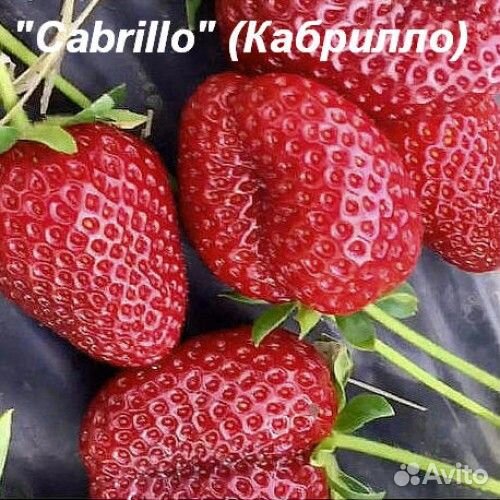 Сортовая рассада клубники