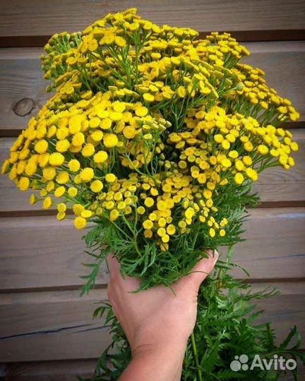 Разные травы