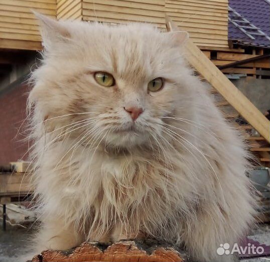 Продукты на корм животным