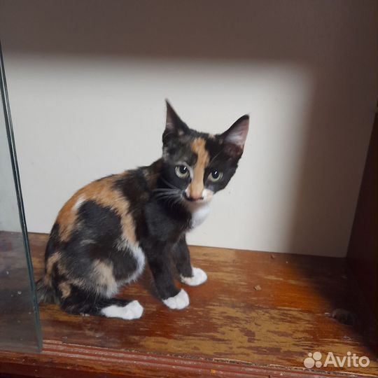Котята отдам бесплатно