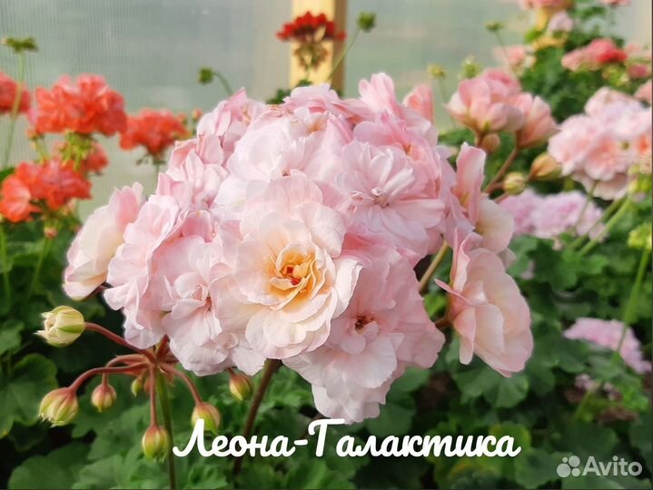 Пеларгонии сортовые