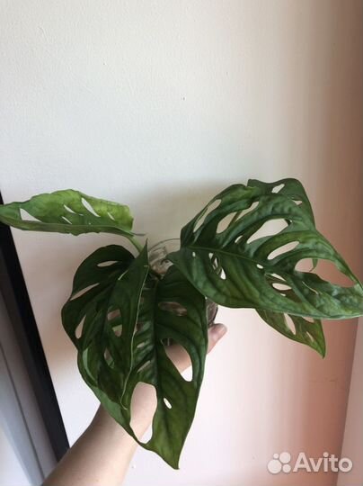 Монстера манки маск