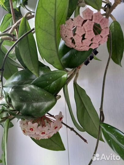 Хойя домашние цветы
