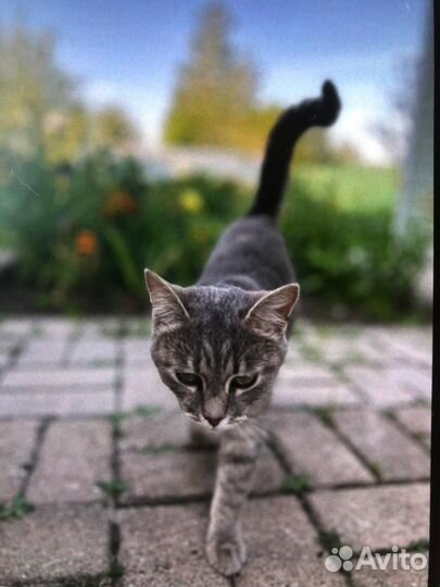 Котята в добрые руки бесплатно