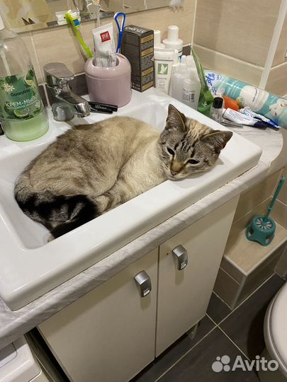 Сиамский кот