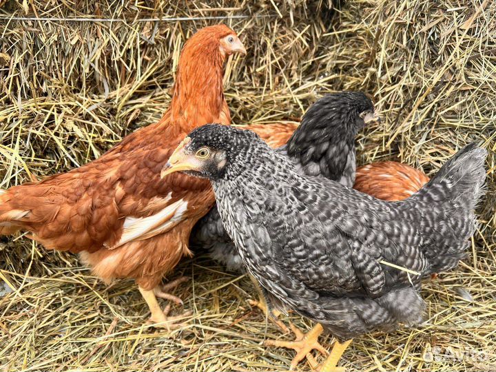 Куры несушки