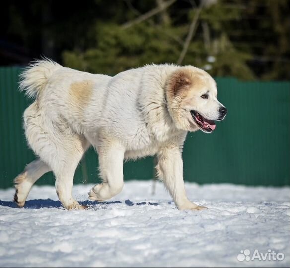 Алабай в добрые руки