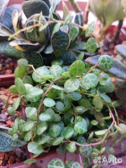 Набор черенков суккулентов для садика