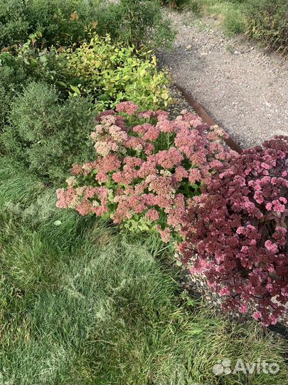 Садовые растения бесплатно самовывоз