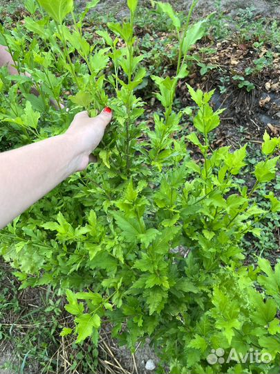 Гибискус сирийский