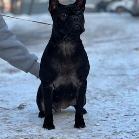 Собаки щенки